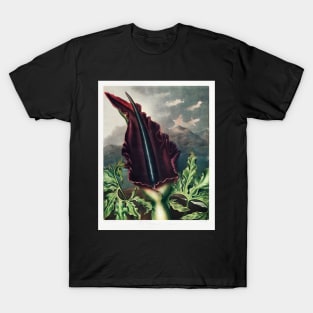 The Dragon Arum T-Shirt